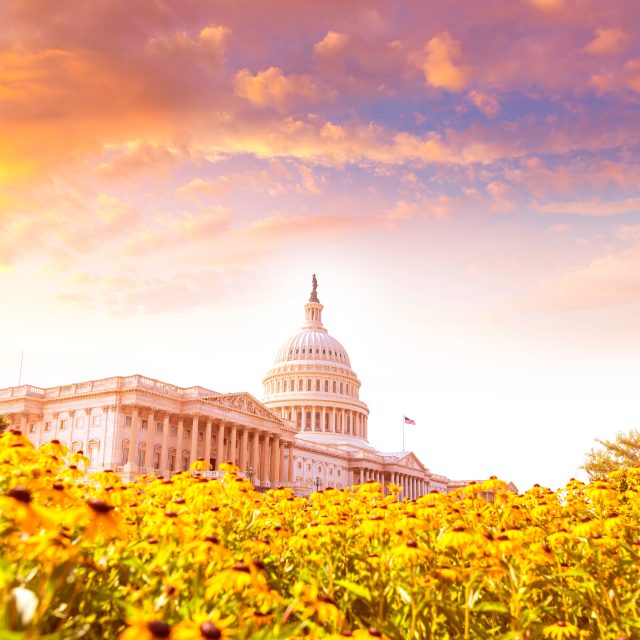Capitol building Washington DC yellow daisy flowers USA congress turf meadow US
